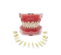 Standard Dental Demonstration, YOUYA DENTAL Teeth Model Teaching Model Study Tool Soft Gums Teaching Dental Mode with 28 Removable Teeth