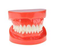 Standard Dental Teeth Model, Kids Dental Teaching Study Supplies Teeth Model for Education, for Study Teaching Practice Demonstration Teeth Model