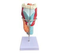 Standard Pharyngeal Model Magnified Twice Human Larynx Model 2X Anatomically Detachable Throat Model for Hospital Classroom Disassembled into Five Parts 34 Clear Numerical Markings