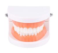 Standard Teeth Model Kids Standard Typodont Demonstration Denture Model Compatible For W/Kids Teachig Dis