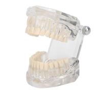 Standard Teeth Model, Transparent Dental Model with Adjustable Angle