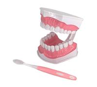 Standard Teeth Model With A Toothbrush 2 Times Adult Standard Typodont Demonstration Denture Model For Kids