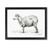 Standing Sheep By Jean Bernard Vintage Framed Print | A4 Black Framed Wall Art | Ready to Hang | Classic Animal Picture | Living Room Bedroom Lounge Office