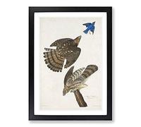 Stanley Hawks by John James Audubon Framed Print | A2 Black Framed Wall Art | Ready to Hang | Modern Nature Picture | Living Room Bedroom Lounge Office