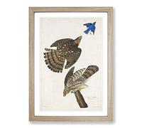 Stanley Hawks by John James Audubon Framed Print | A2 Oak Framed Wall Art | Ready to Hang | Modern Nature Picture | Living Room Bedroom Lounge Office