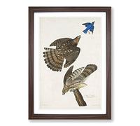 Stanley Hawks by John James Audubon Framed Print | A2 Walnut Framed Wall Art | Ready to Hang | Modern Nature Picture | Living Room Bedroom Lounge Office