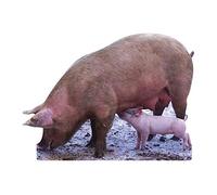 Star Cutouts Cut Out of Pig and Piglet