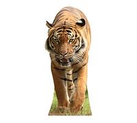 Star Cutouts Cut Out of Tiger
