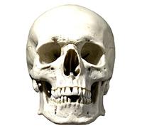 Star Cutouts Printed Card Mask of Skull Face Mask