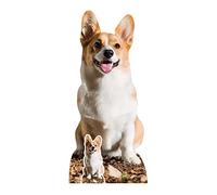 STAR CUTOUTS SC4064 Cut Out Cute Corgi Lifesize Cardboard Cutout With Mini