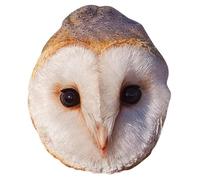 Star Cutouts SM444 Owl Mask Cardboard - Amazing Talking Point - So Realistic