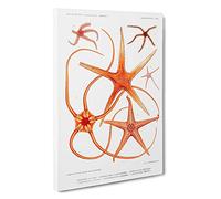 Star Fish Varieties by Albert I Canvas Print | Gallery Wrapped 30mm Frame Wall Art | 30x20 inches | Ready to Hang | Modern Space Picture | Living Room Bedroom Lounge Office
