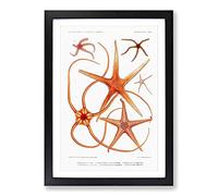Star Fish Varieties by Albert I Framed Print | A2 Black Framed Wall Art | Ready to Hang | Modern Space Picture | Living Room Bedroom Lounge Office