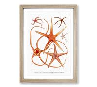 Star Fish Varieties by Albert I Framed Print | A2 Oak Framed Wall Art | Ready to Hang | Modern Space Picture | Living Room Bedroom Lounge Office