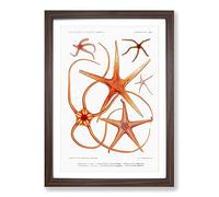 Star Fish Varieties by Albert I Framed Print | A2 Walnut Framed Wall Art | Ready to Hang | Modern Space Picture | Living Room Bedroom Lounge Office