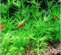 Star Grass - Heteranthera Zosterifolia - 1 Bunch - Live aquarium plant