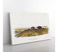 Star Nose Moles By John Woodhouse Audubon Vintage Canvas Wall Art Print Ready to Hang, Framed Picture for Living Room Bedroom Home Office Décor, 76x50 cm (30x20 Inch)