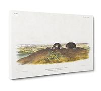 Star Nose Moles By John Woodhouse Audubon Vintage Canvas Wall Art Print Ready to Hang, Framed Picture for Living Room Bedroom Home Office Décor, 20x14 Inch (50x35 cm)