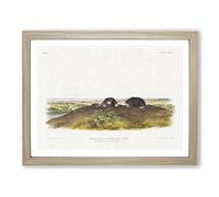 Star Nose Moles By John Woodhouse Audubon Vintage Framed Wall Art Print, Ready to Hang Picture for Living Room Bedroom Home Office Décor, Oak A4 (34 x 25 cm)