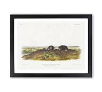Star Nose Moles By John Woodhouse Audubon Vintage Framed Wall Art Print, Ready to Hang Picture for Living Room Bedroom Home Office Décor, Black A4 (34 x 25 cm)