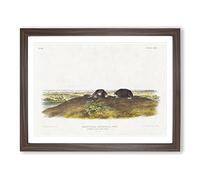 Star Nose Moles By John Woodhouse Audubon Vintage Framed Wall Art Print, Ready to Hang Picture for Living Room Bedroom Home Office Décor, Walnut A3 (46 x 34 cm)