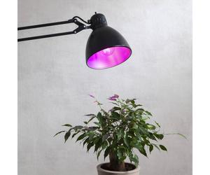 STAR TRADING LED plant bulb thrive, traditional light bulb A60, E27, 6.5 W red