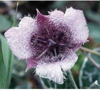 Star Tulip Flower Essence 30ml Dosage Prepared from FES Stock Essences