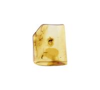 Starborn Baltic Amber with Insect Inclusion - One Piece