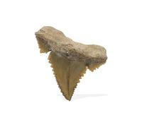Starborn rare collectors fossils, Small, Gemstone, Fossil