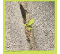 Stardrum, Booker - Close-Up On The Outside [VINYL]