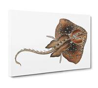 Starry Ray by Edward Donovan Canvas Print | Gallery Wrapped 30mm Frame Wall Art | 30x20 inches | Ready to Hang | Modern Picture | Living Room Bedroom Lounge Office