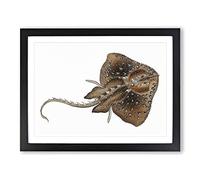 Starry Ray By Edward Donovan Vintage Framed Print | A2 Black Framed Wall Art | Ready to Hang | Classic Nature Picture | Living Room Bedroom Lounge Office