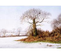 Start of the Thaw. Landscape and Pheasant Christmas Card by Dick Twinney - Sustainable Wildlife Greeting Card (5x7 inches)