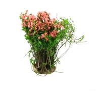 Startbuymore Flower Grass Sand Table Set, Sand Table Model Making Materials Shrubs And Flowers For Architectural Scale Scenes Railway Layouts And Miniature Diorama Crafting(Pink)