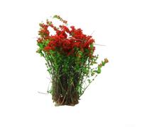 Startbuymore Flower Grass Sand Table Set, Sand Table Model Making Materials Shrubs And Flowers For Architectural Scale Scenes Railway Layouts And Miniature Diorama Crafting(Large red)