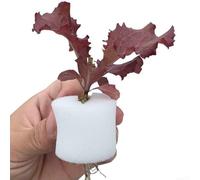 Starter Pots 50PCS with 50 Soilless Sponge Inserts for Aquaponics Orchids and Soil-Free Plant Propagation