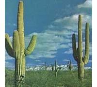 State of the Art Is on Fire / Plays Music Machine by Rocket From the Crypt (1996-11-12)