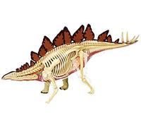 Stegosaurus Anatomical Model 4D Dinosaur Anatomy Model, Detachable 39 Parts Animal Dinosaur Organ Teaching Model for Medical Educational Training Aid.