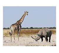 Steiglitz Black Rhinoceros Giraffe Etosha Namibia Photo Art Print Canvas Premium Wall Decor Poster Mural