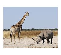 Steiglitz Black Rhinoceros Giraffe Etosha Namibia Photo Large Wall Art Poster Print Thick Paper 18X24 Inch
