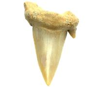 Steinfixx® Exclusive Fossilised Prehistoric Shark Tooth | Fossils | Top Quality | Untreated | Natural | Raw Stone (Pack of 1)
