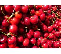 Stella Cherry Fruit Tree 4-5Ft Bare Root Tree By Direct Plants