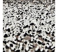 Stella Donnelly - Flood [CASSETTE]