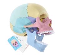 Stem Detachable Human Skull Assembly Model Educational Anatomy Tool for Biology and Art Enhance Understanding of Skull Structure for Students and Artists