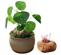 Stephania Live Plant,Stephania erecta bulbs,Flowering Root Excellent Display Indoor Perennial Balcony Garden Bulbs Can Be Potted Aromatic -1bulb-C-Plant support（Contains fertilizer）