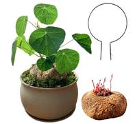 Stephania Live Plant,Stephania erecta bulbs,Flowering Root Excellent Display Indoor Perennial Balcony Garden Bulbs Can Be Potted Aromatic -1bulb-C-Plant support（Contains fertilizer）