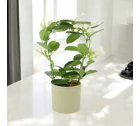 Stephanotis Jasmine Hoop - Fragrant Indoor Flowering Plant - Ceramic French Green