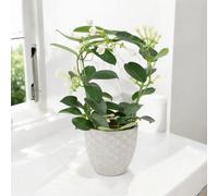 Stephanotis Jasmine Hoop - Fragrant Indoor Flowering Plant - Basket Seagrass With Handles