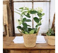 Stephanotis Jasmine Hoop - Fragrant Indoor Flowering Plant - No Container