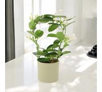 Stephanotis Jasmine Hoop - Fragrant Indoor Flowering Plant - Ceramic French Green